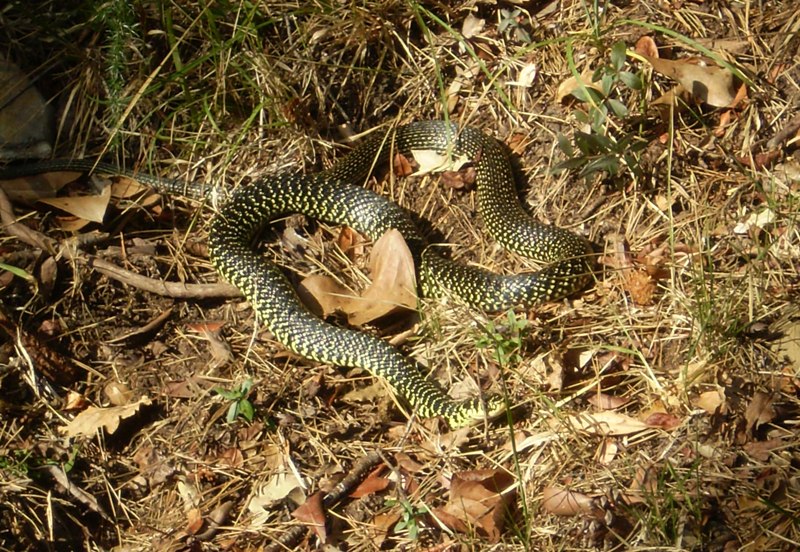 Hierophis viridiflaus